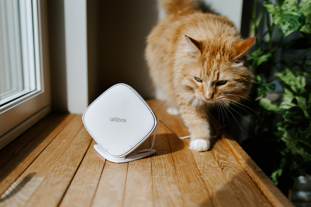 Katt går forbi Altibox wifi-over-alt