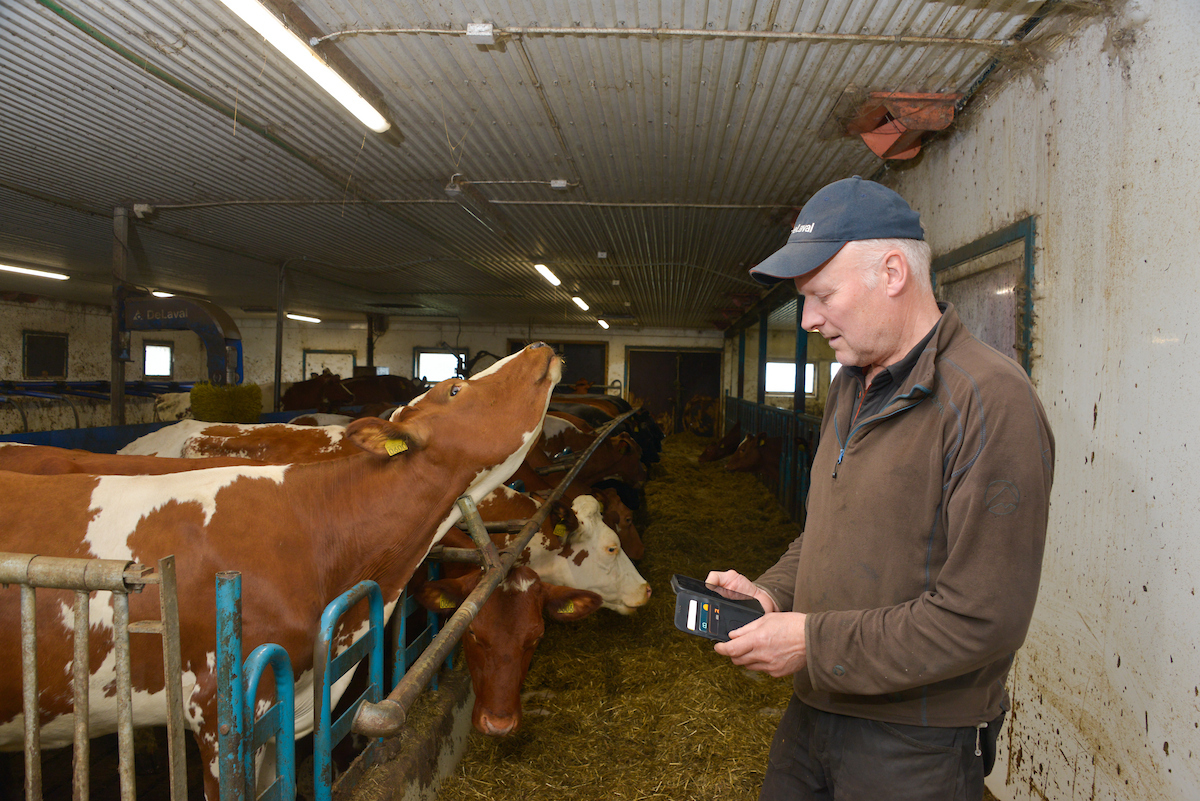 FJØSET PÅ MOBILEN: Med kamera og digitale systemer kan Ole Johan Johansen følge med på gårdsdrifta direkte fra mobilen.
